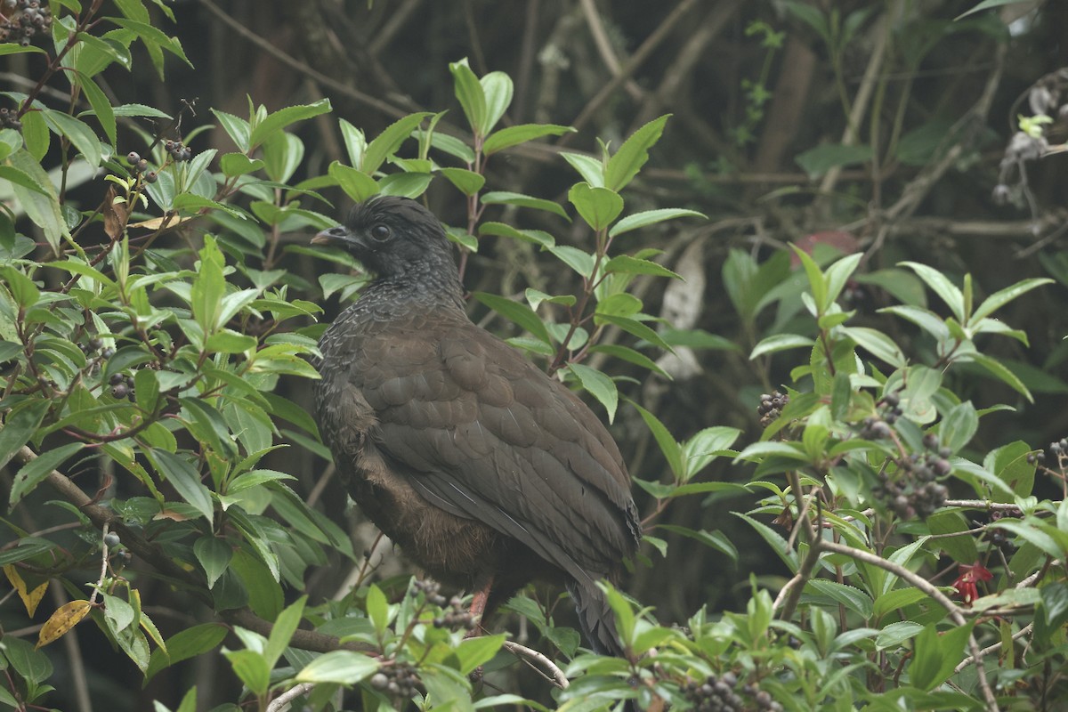 Andean Guan - ML647341446