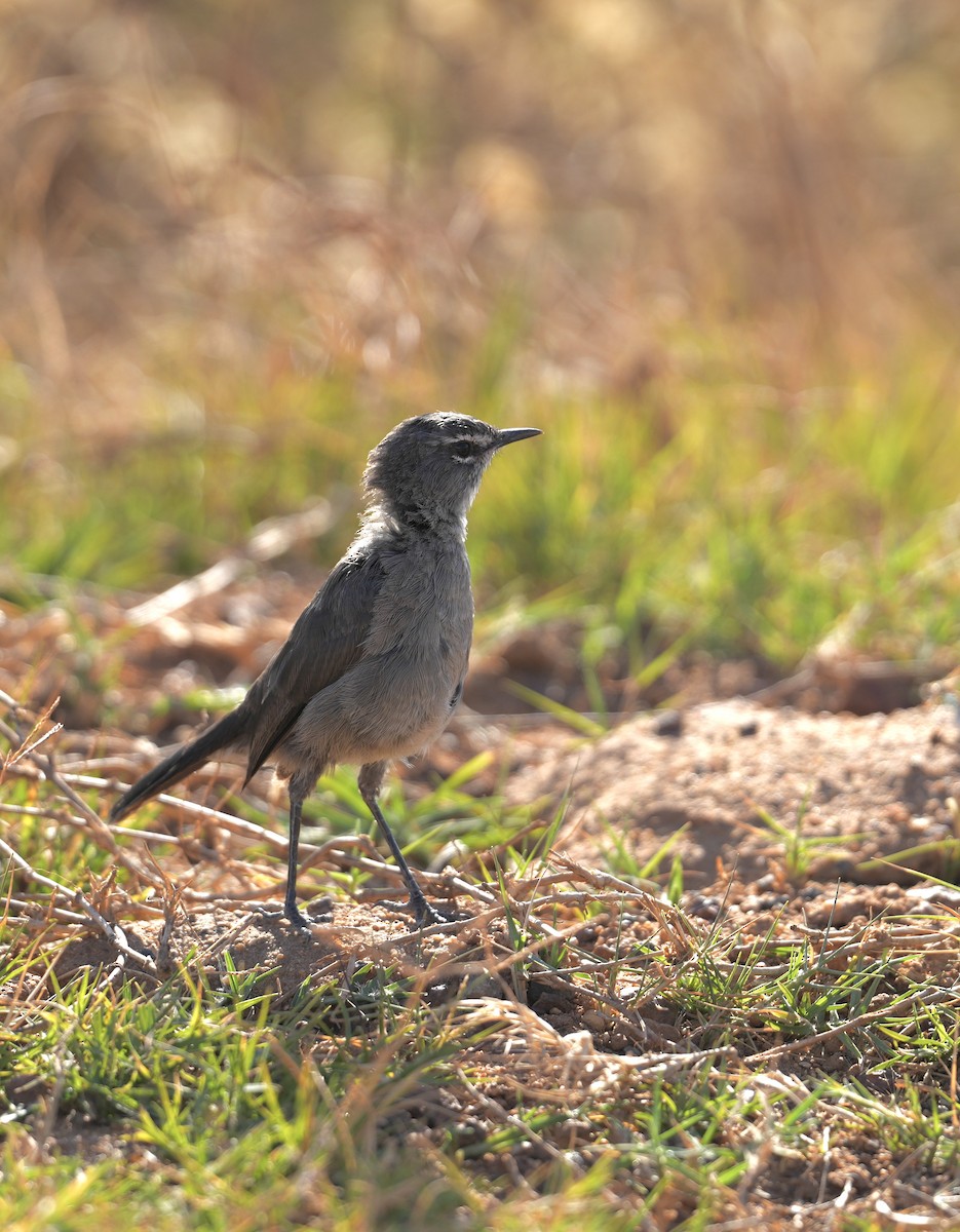 Karoo Scrub-Robin - ML647341452