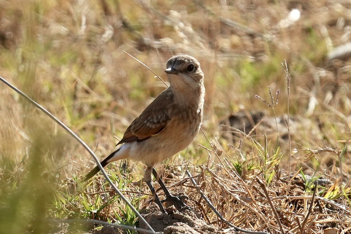 Capped Wheatear - ML647341453