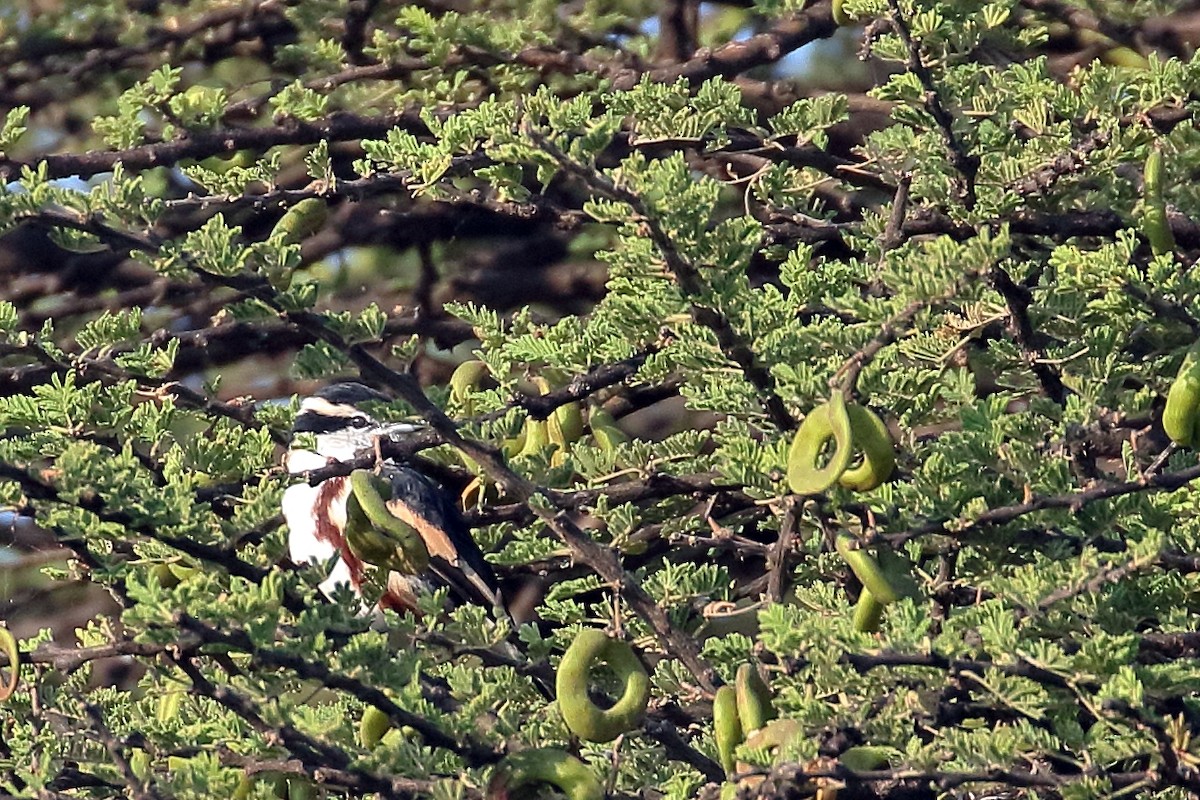 Brubru - ML647341454