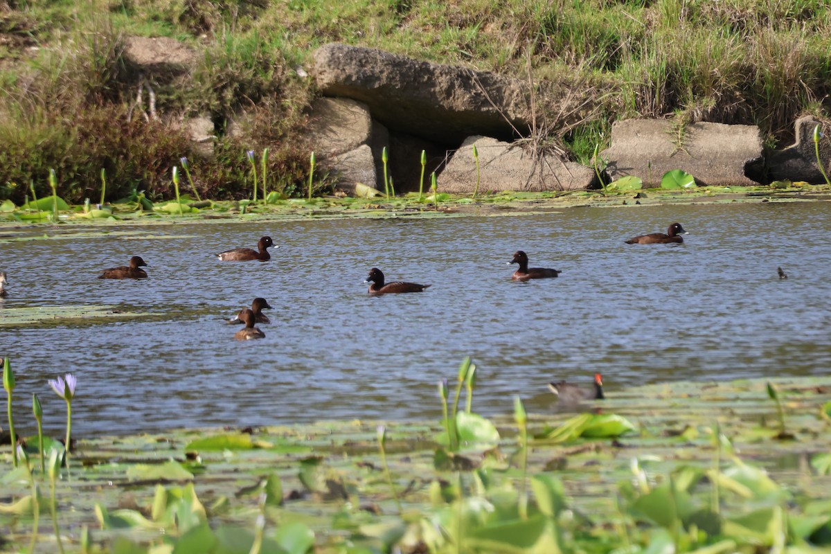 Hardhead - ML647341455