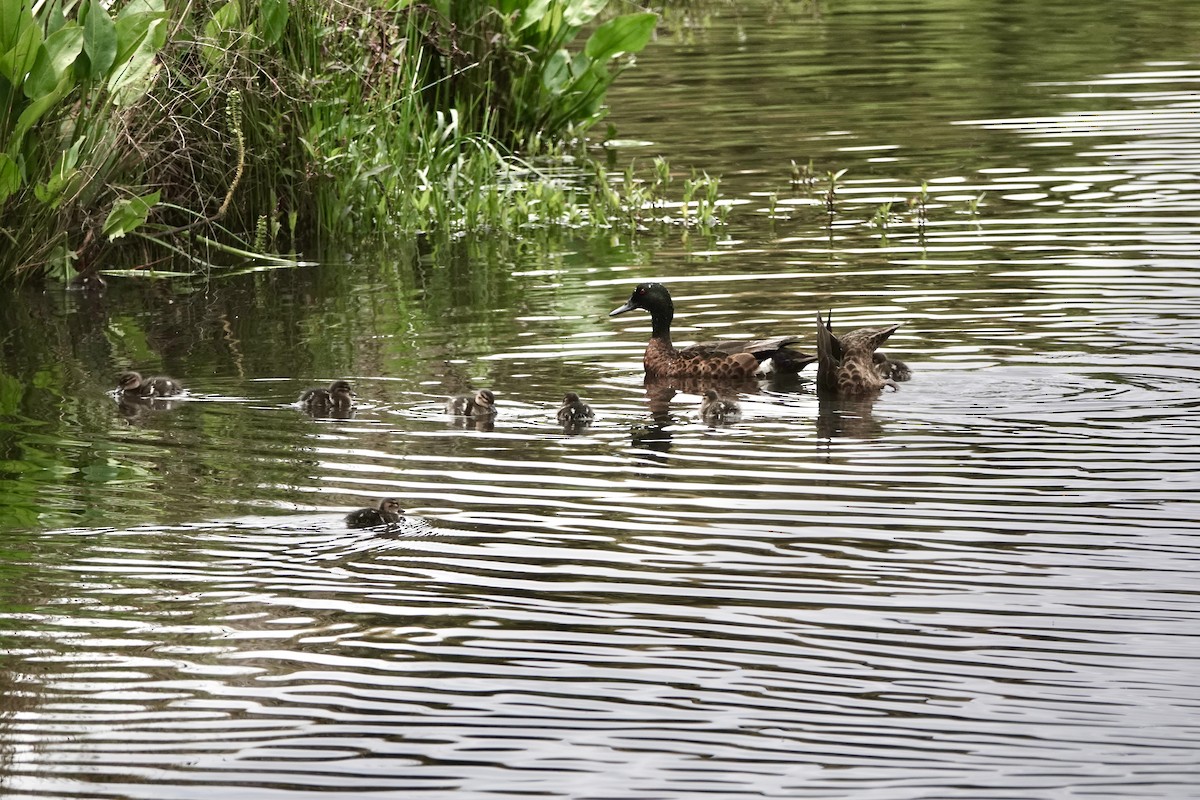 Chestnut Teal - ML647341456