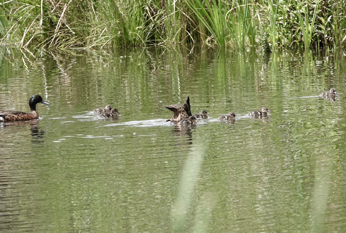 Chestnut Teal - ML647341457