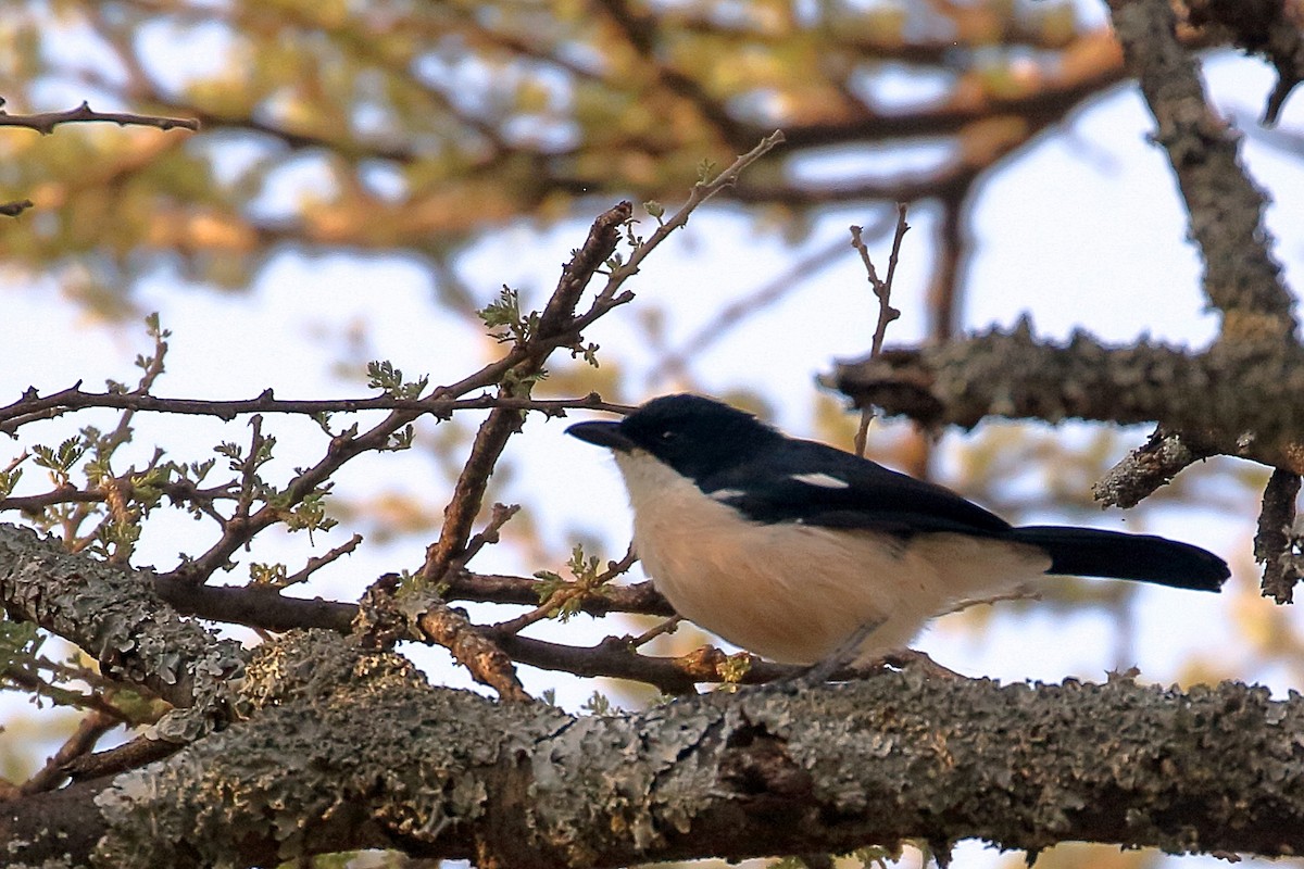 Ethiopian Boubou - ML647341466