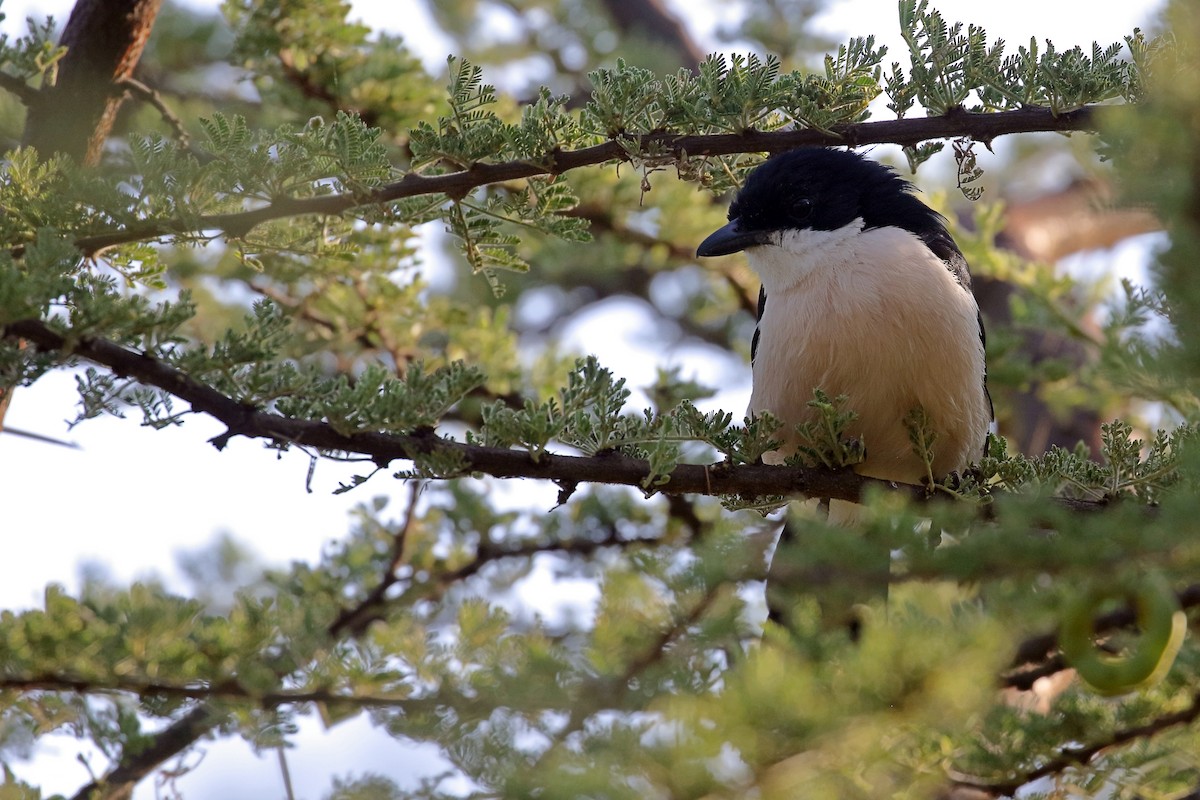 Ethiopian Boubou - ML647341467