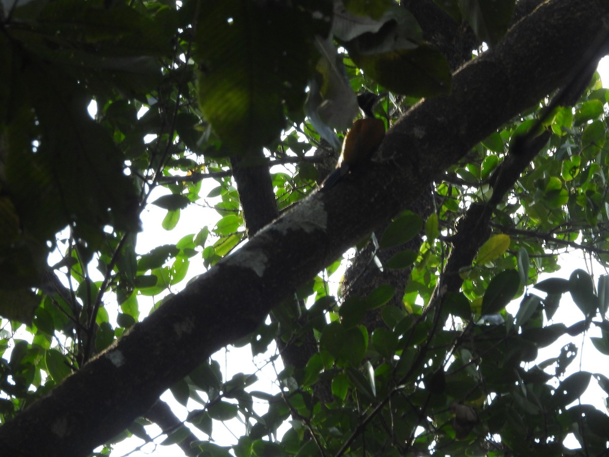 Malabar Flameback - ML647341481