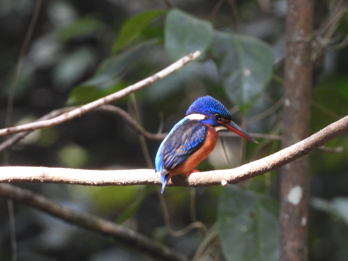 Blue-eared Kingfisher - ML647341502