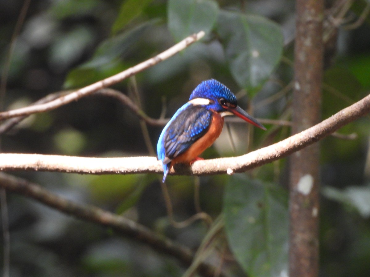 Blue-eared Kingfisher - ML647341503