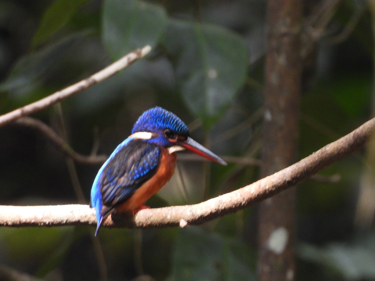 Blue-eared Kingfisher - ML647341505
