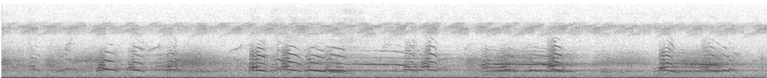 Доминиканская чайка - ML647341518