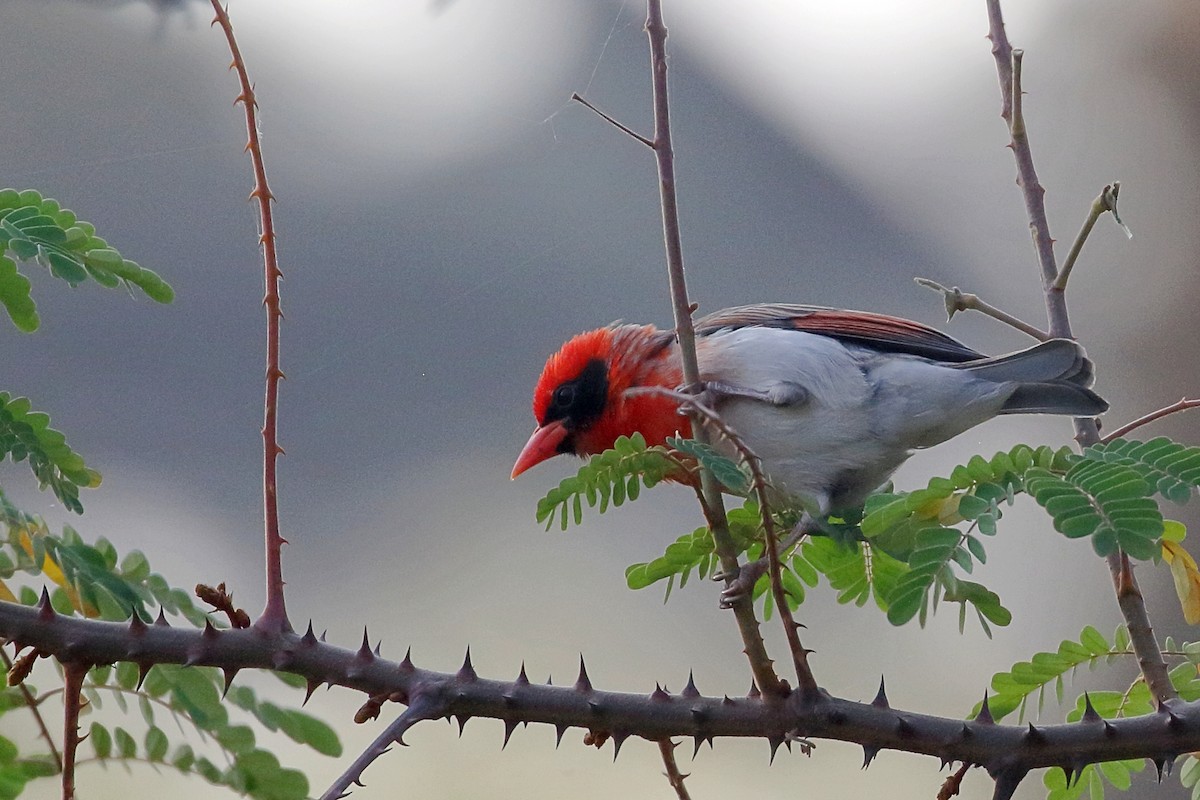 Red-headed Weaver - ML647341545