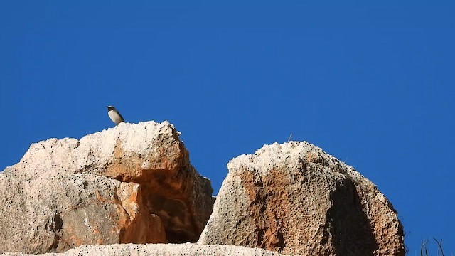 Kurdish Wheatear - ML647341548