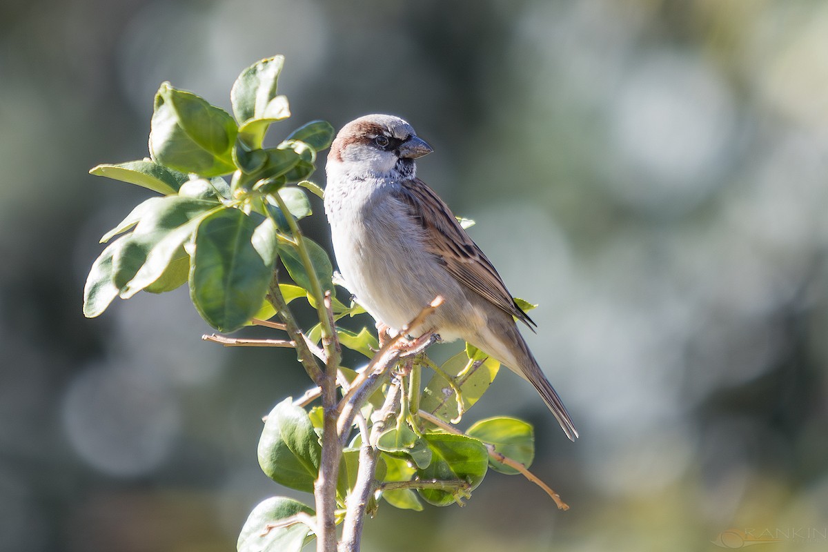 vrabec domácí - ML647341551