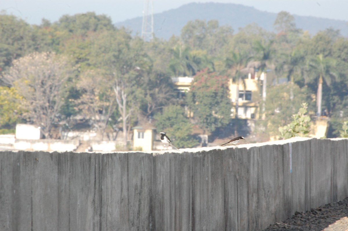 Lavandera India - ML647341552