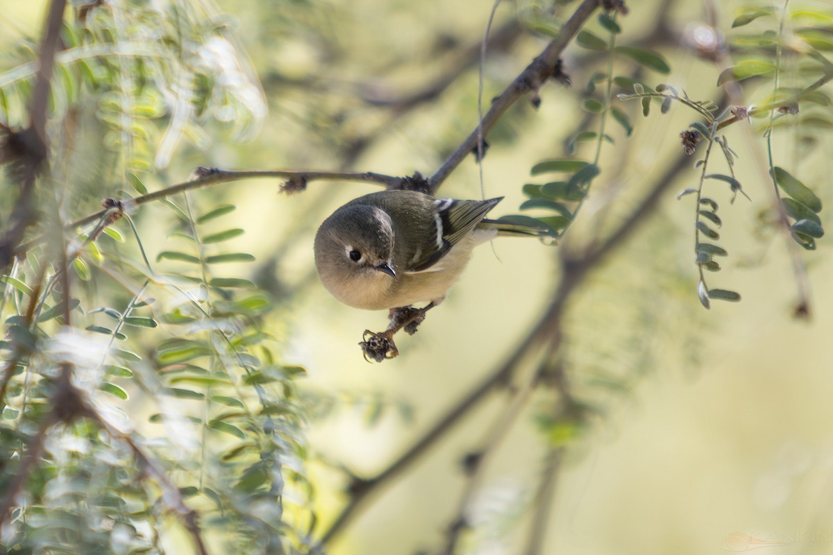 králíček americký - ML647341553