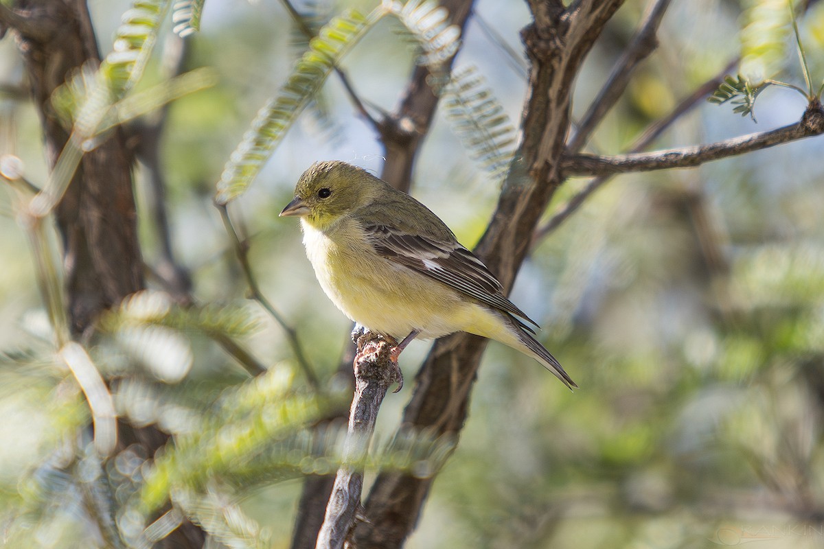 čížek mexický - ML647341556