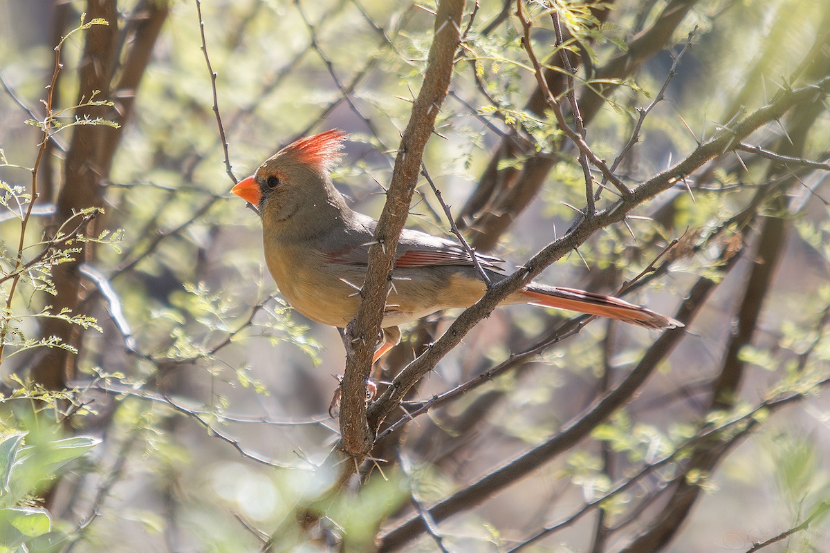 kardinál červený - ML647341558