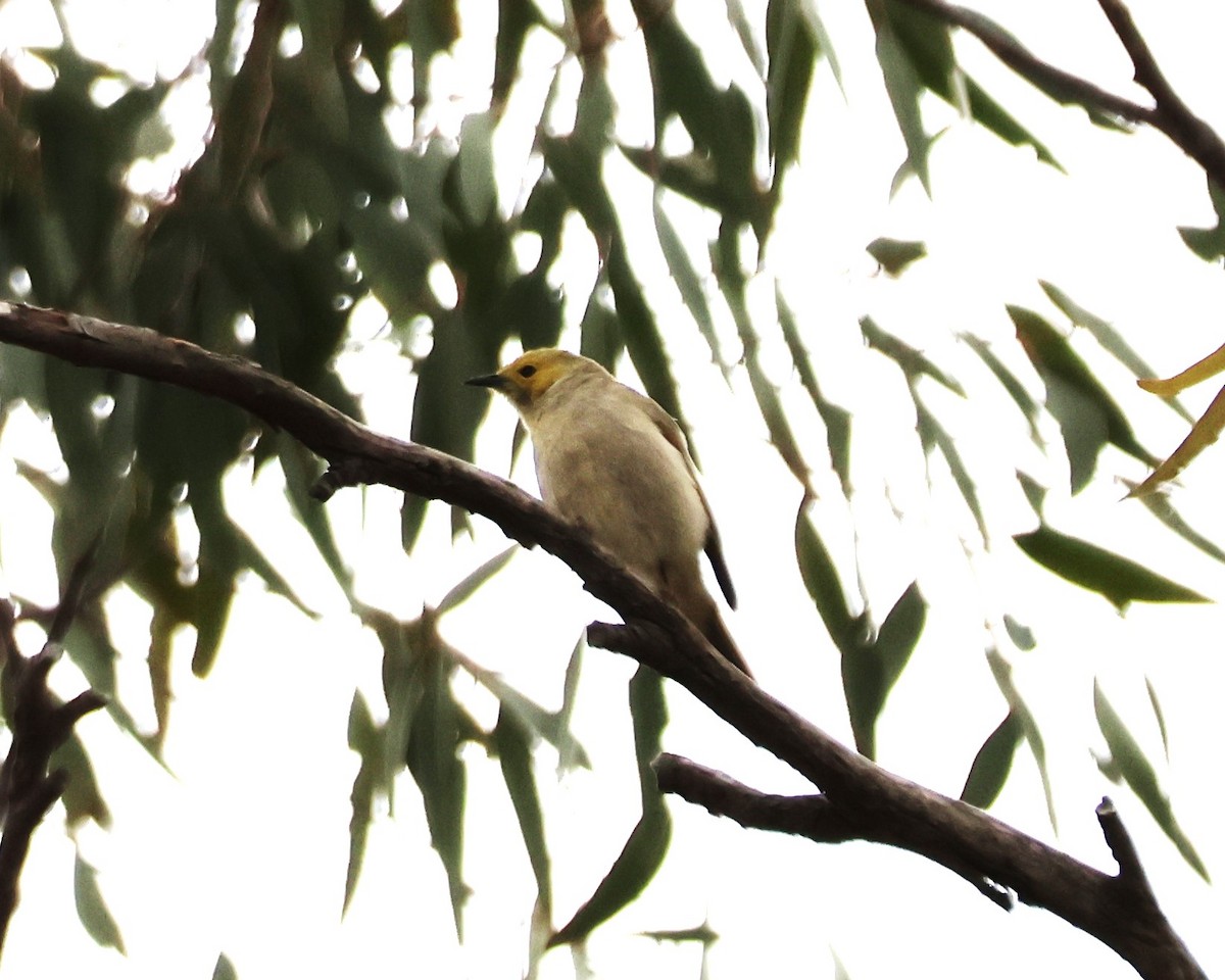 hvitsmykkehonningeter - ML647341588