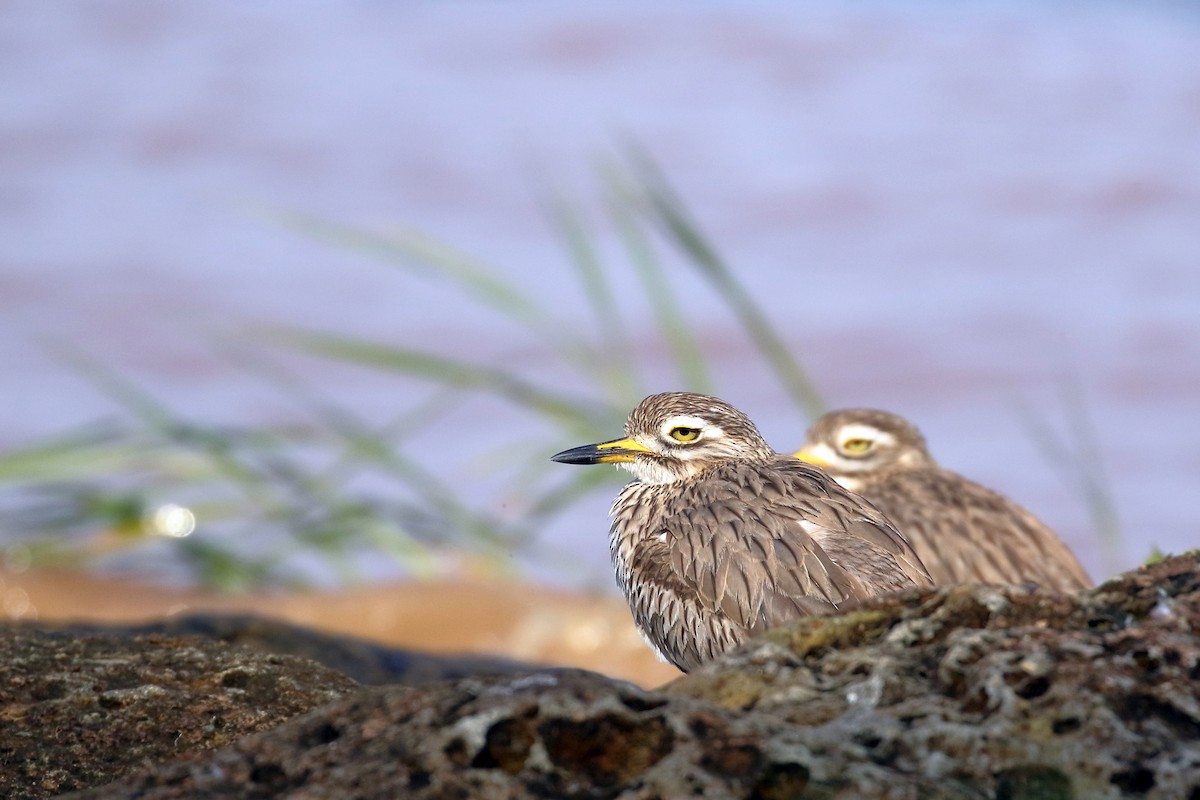 כרוון סנגלי - ML647341601