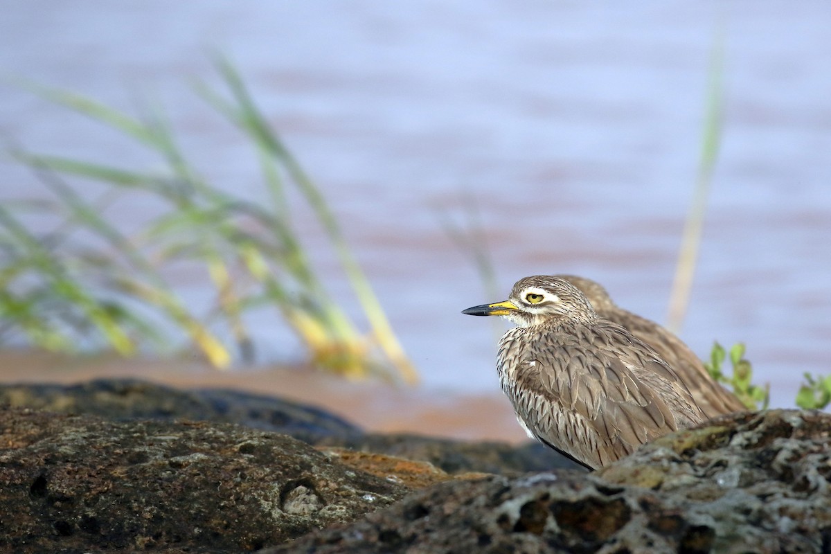 כרוון סנגלי - ML647341602