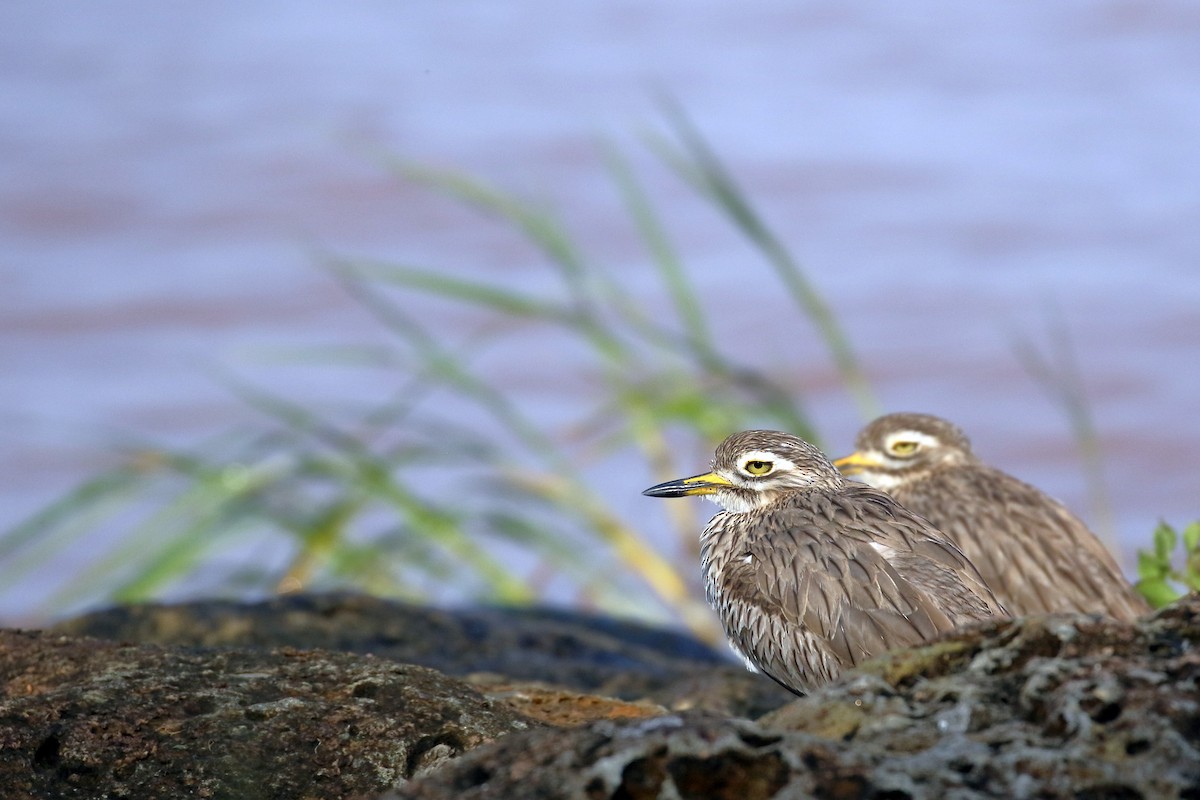 כרוון סנגלי - ML647341604