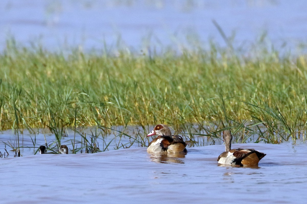 יאורית - ML647341627