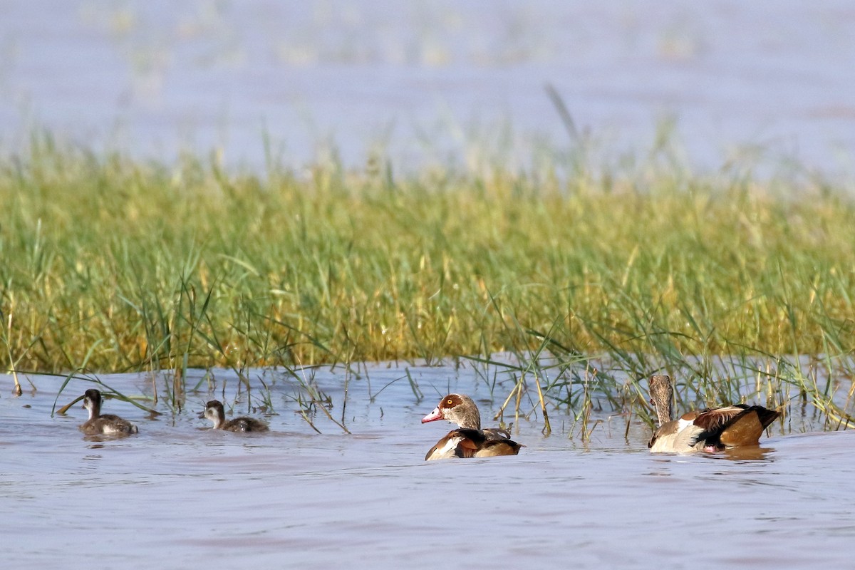יאורית - ML647341628