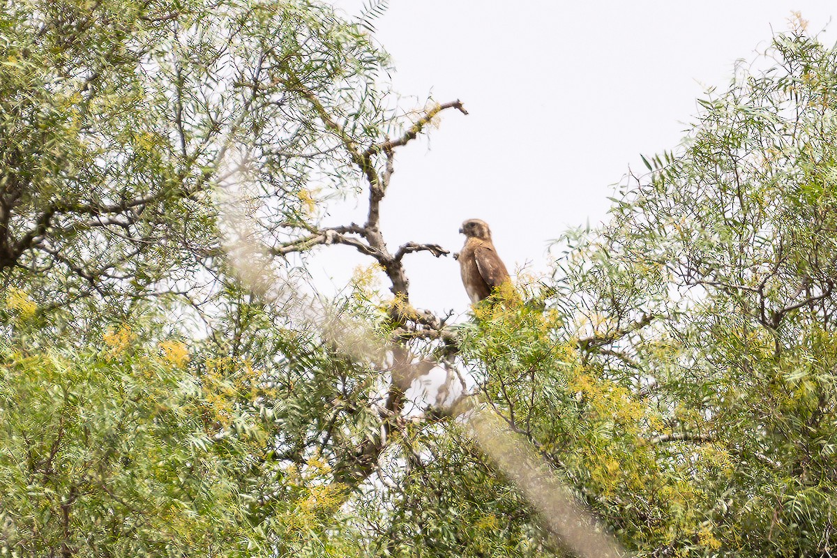Brown Falcon - ML647341641
