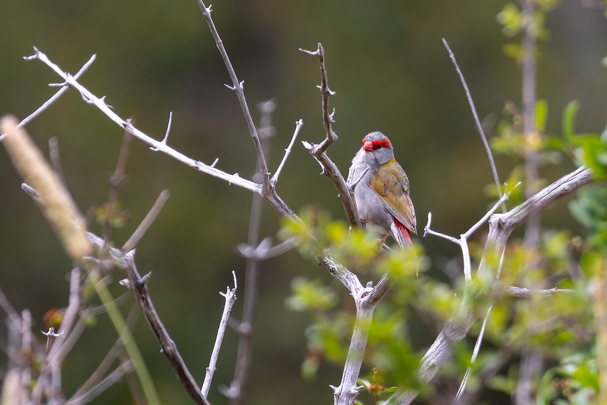 Red-browed Firetail - ML647341642