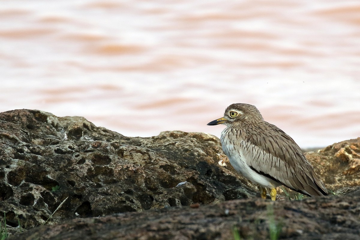 כרוון סנגלי - ML647341644