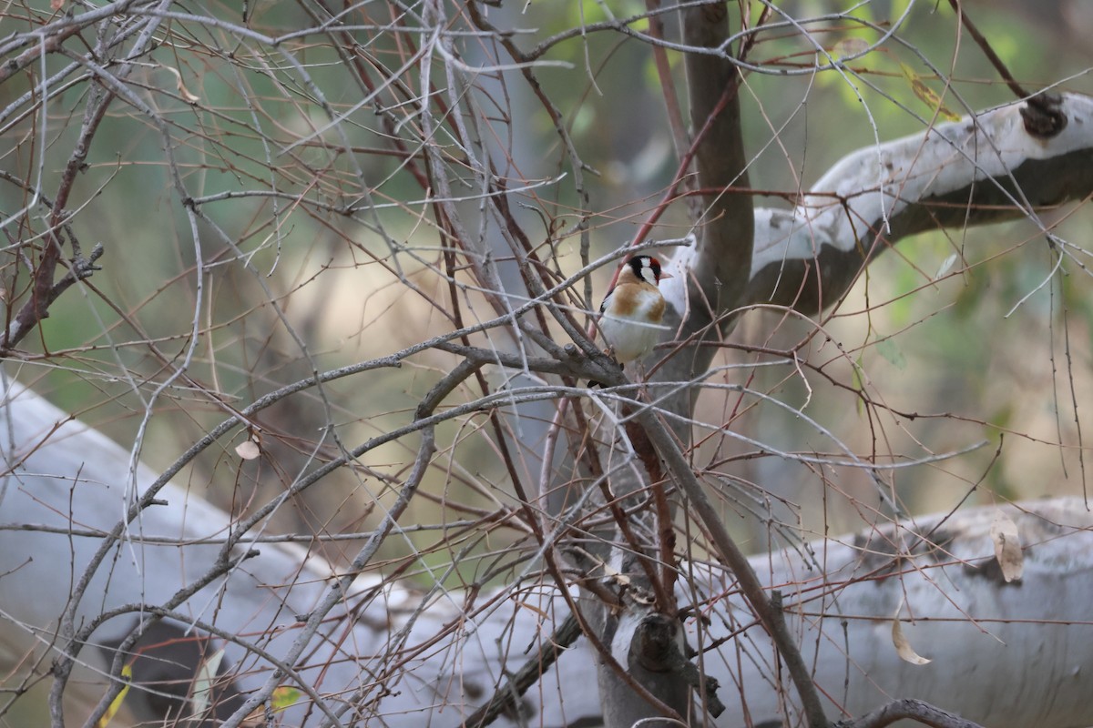 Jilguero Europeo - ML647341660