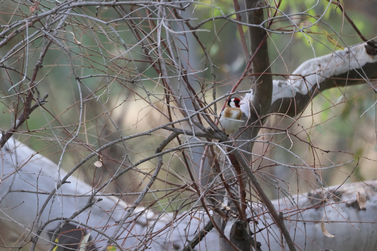 Jilguero Europeo - ML647341661