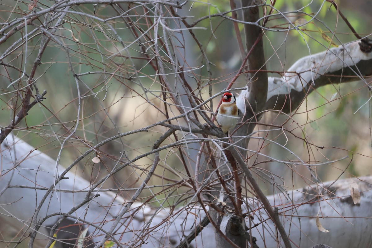 Jilguero Europeo - ML647341662