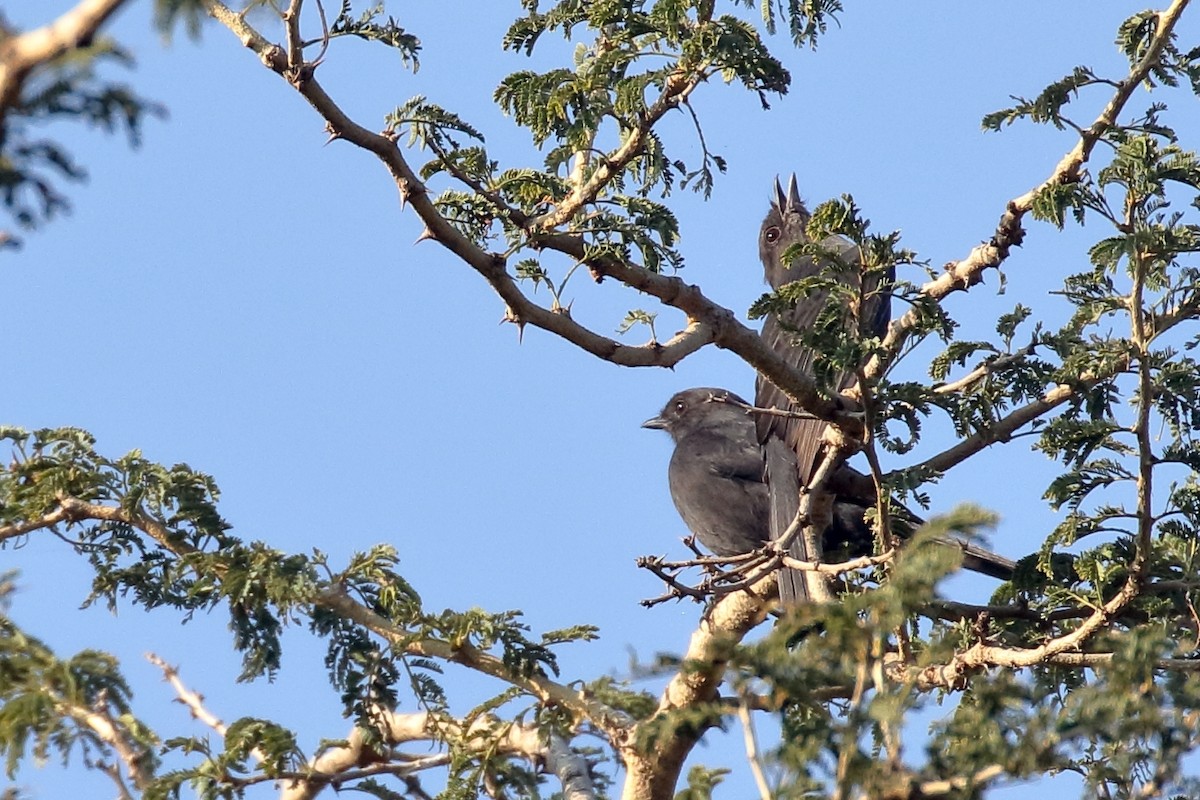 Northern Black-Flycatcher - ML647341666