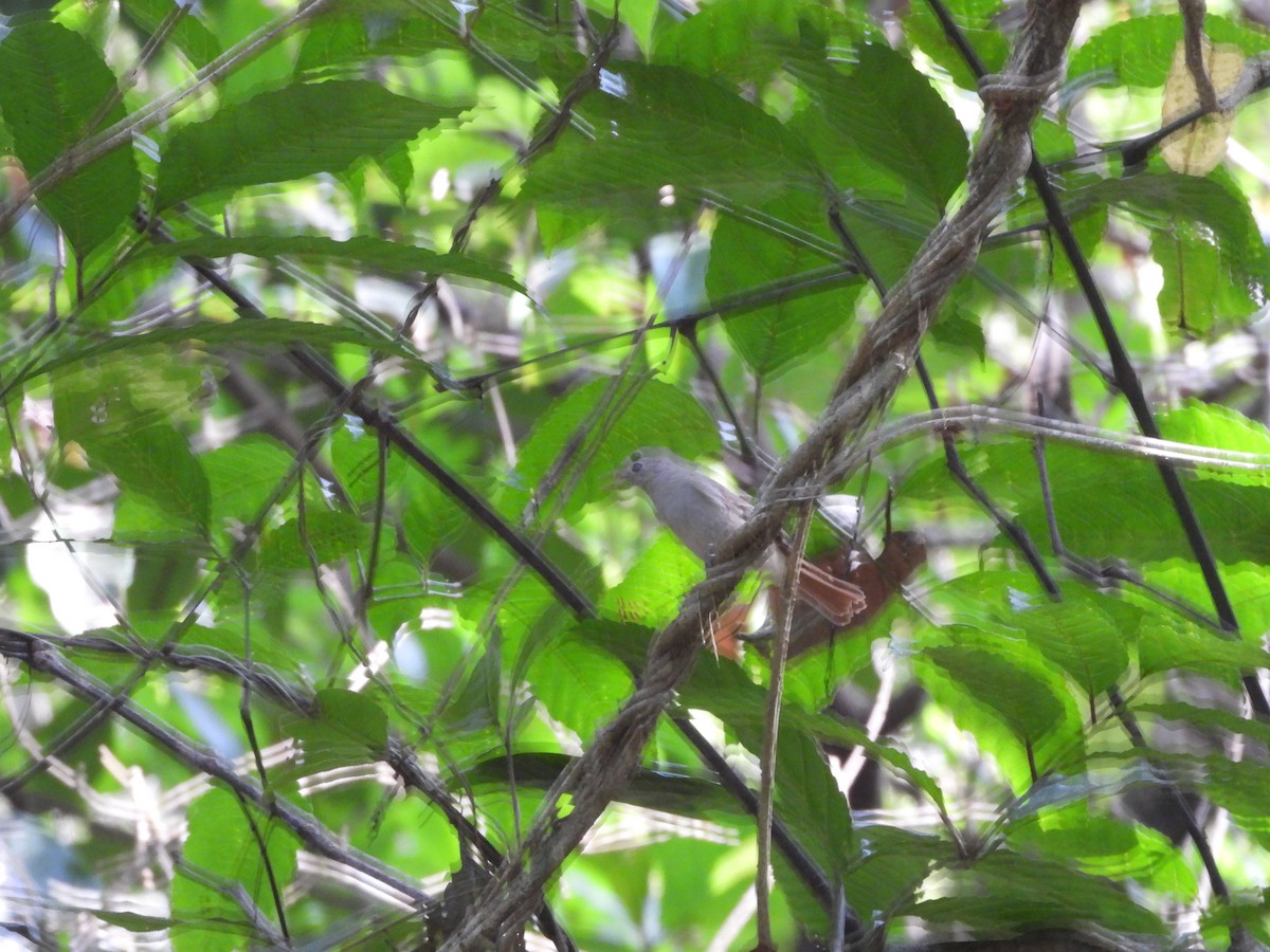 Rusty-tailed Flycatcher - ML647341679