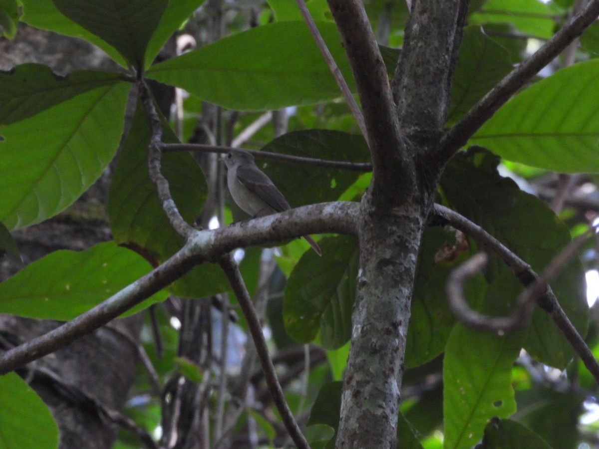 Rusty-tailed Flycatcher - ML647341680