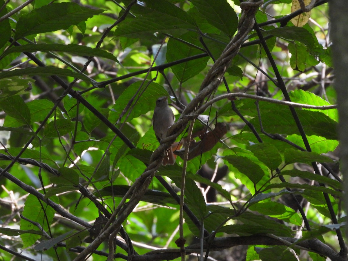 Rusty-tailed Flycatcher - ML647341681