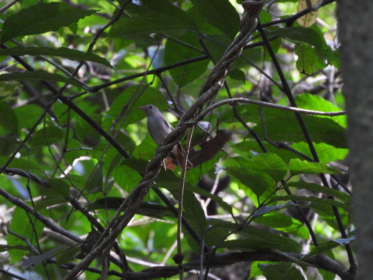 Rusty-tailed Flycatcher - ML647341682