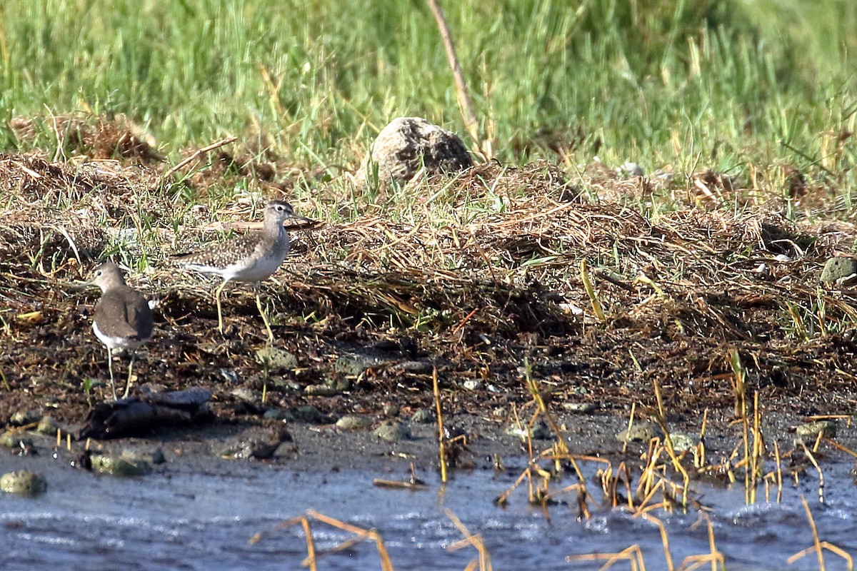 ביצנית שחורת-כנף - ML647341683