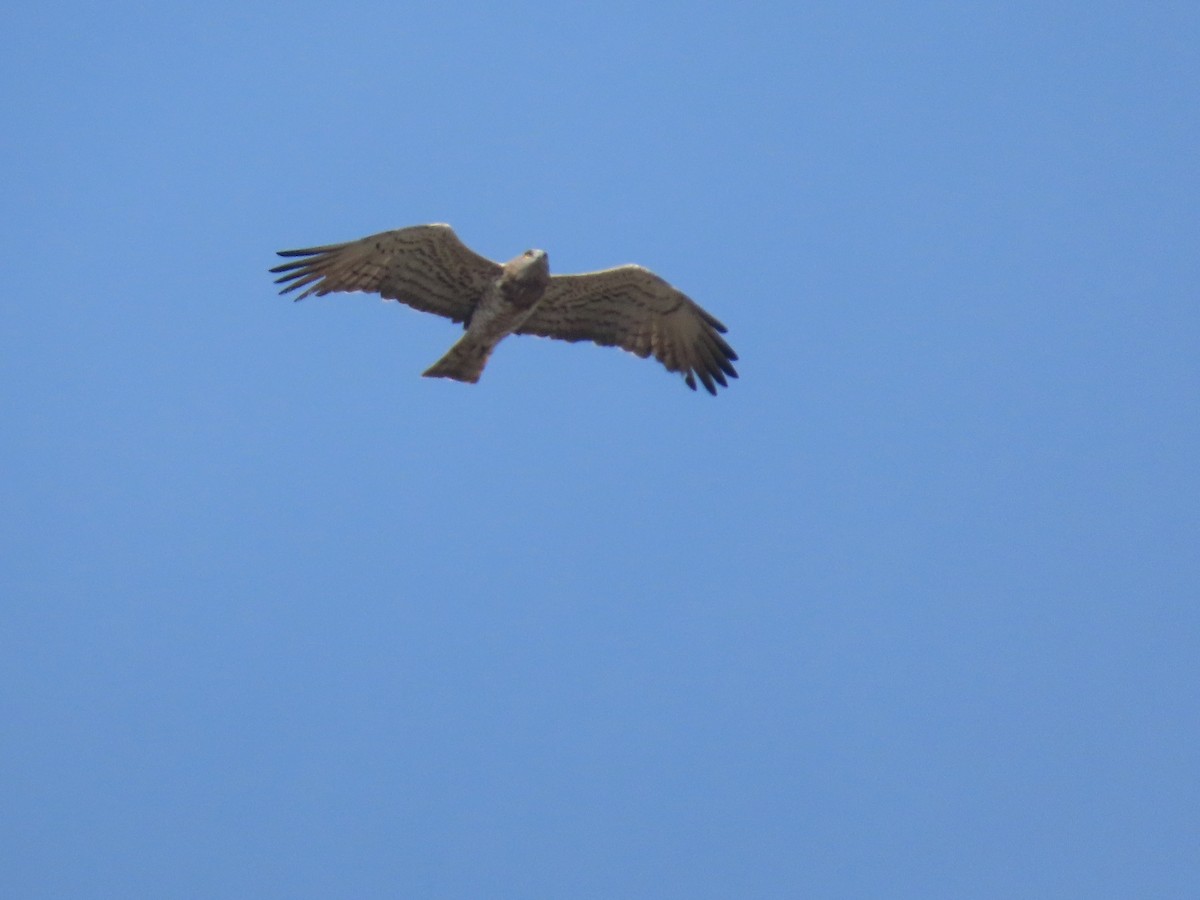 Short-toed Snake-Eagle - ML647341693