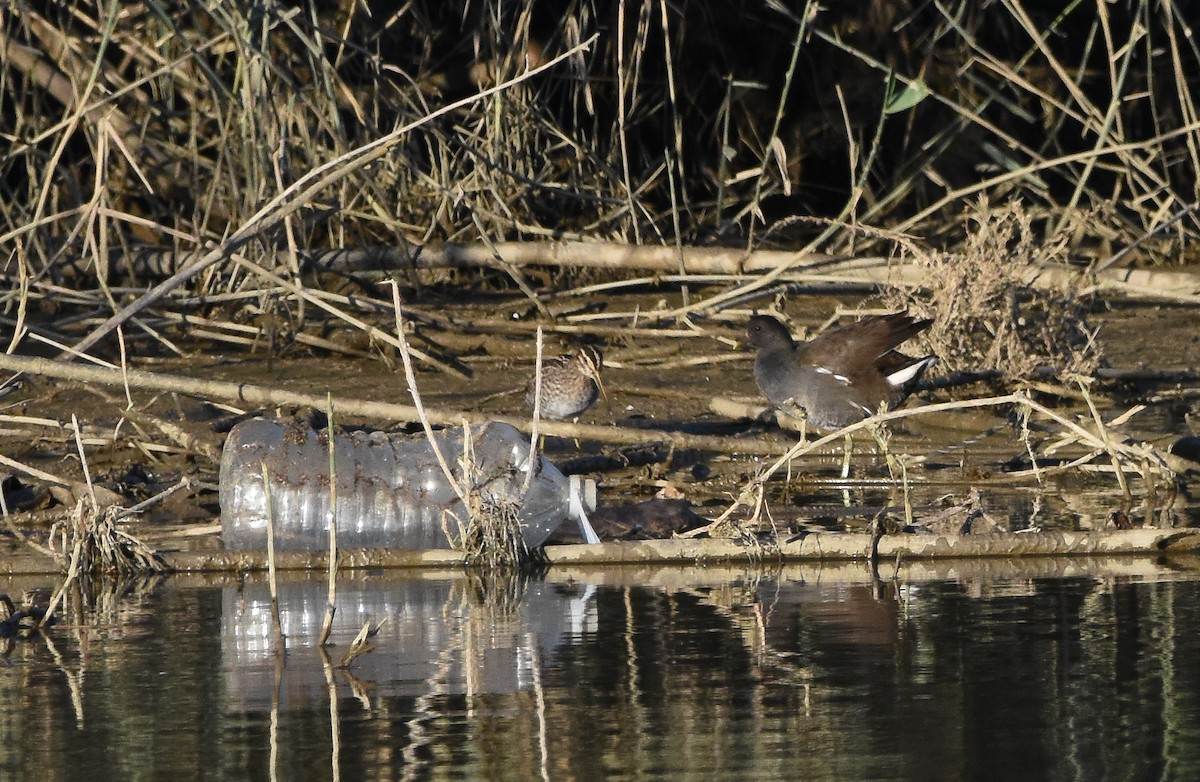 Agachadiza Común - ML647341694