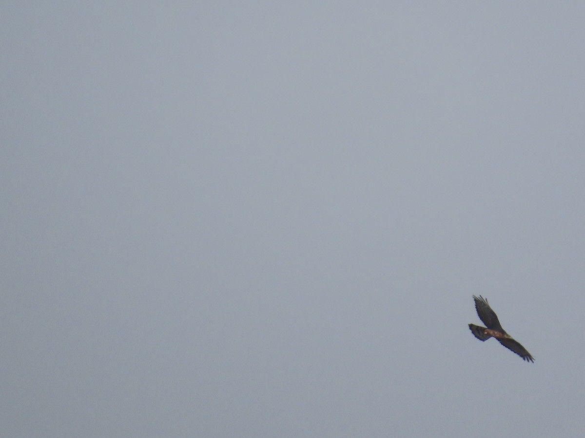 Short-toed Snake-Eagle - ML647341695