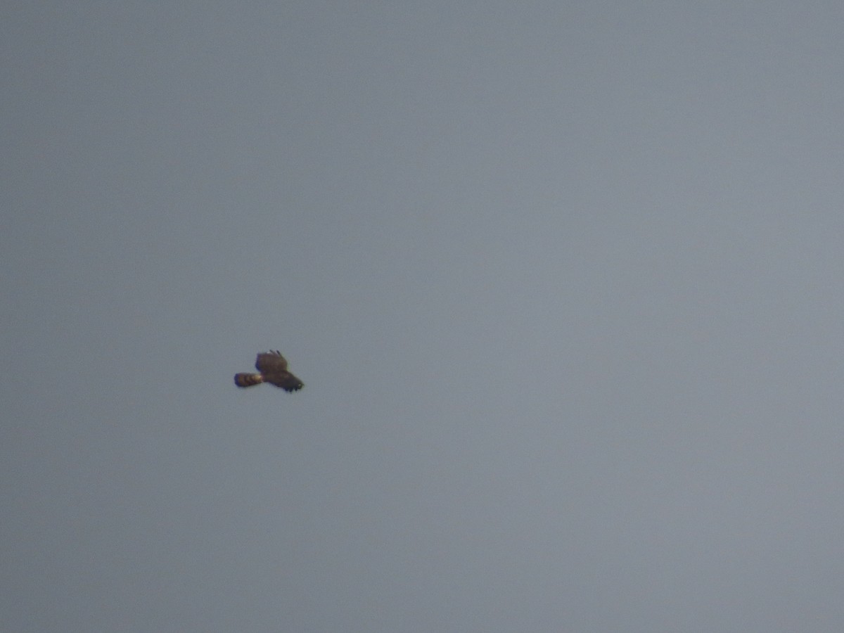 Short-toed Snake-Eagle - ML647341696