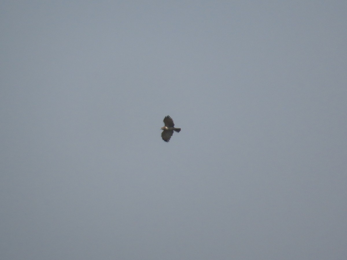 Short-toed Snake-Eagle - ML647341697