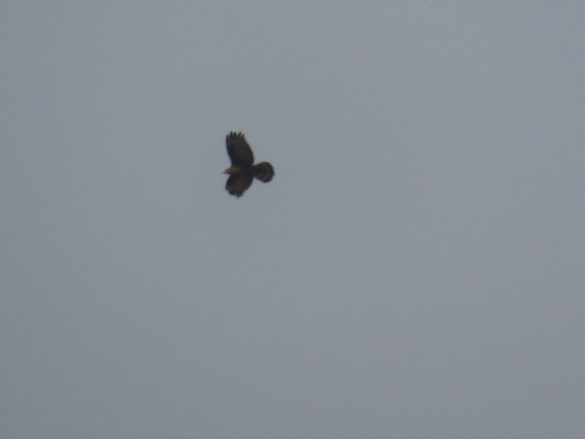 Short-toed Snake-Eagle - ML647341699