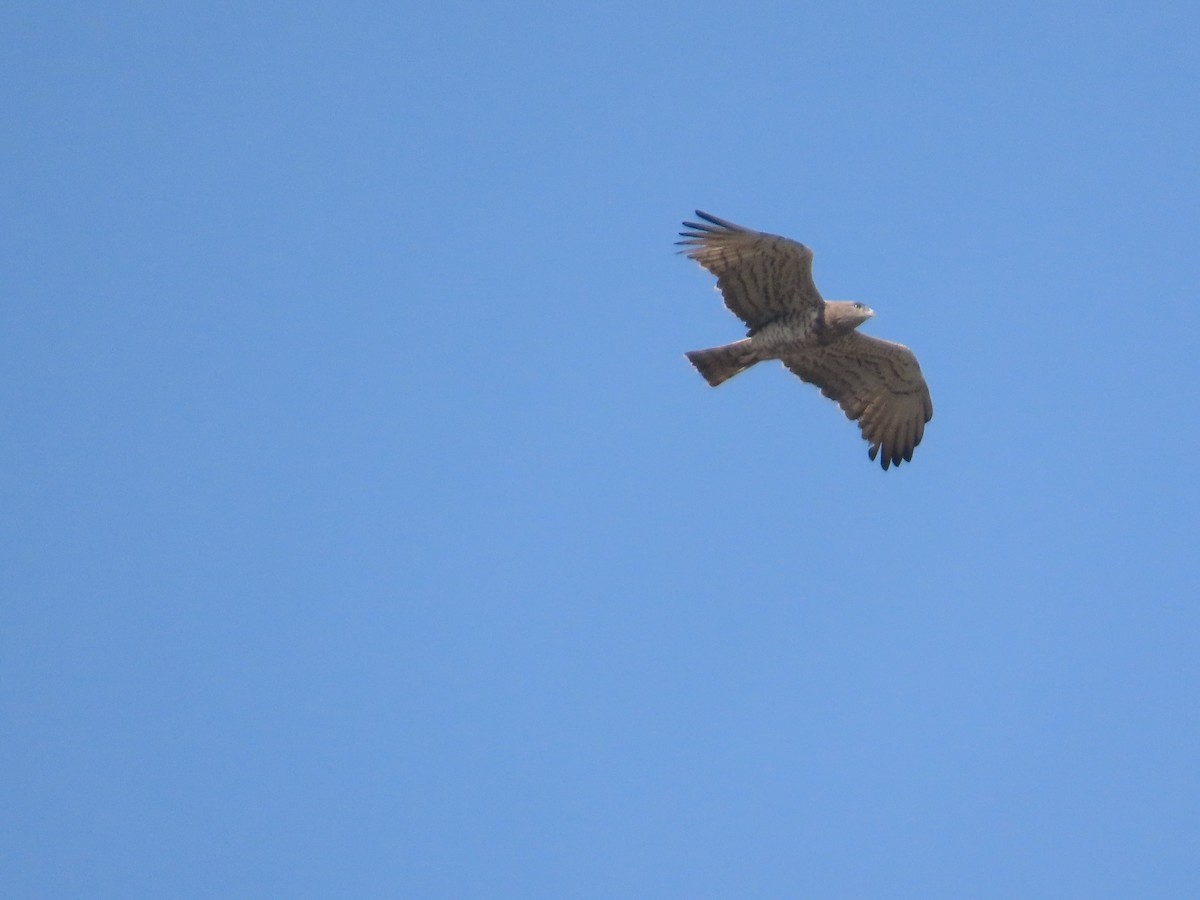 Short-toed Snake-Eagle - ML647341704