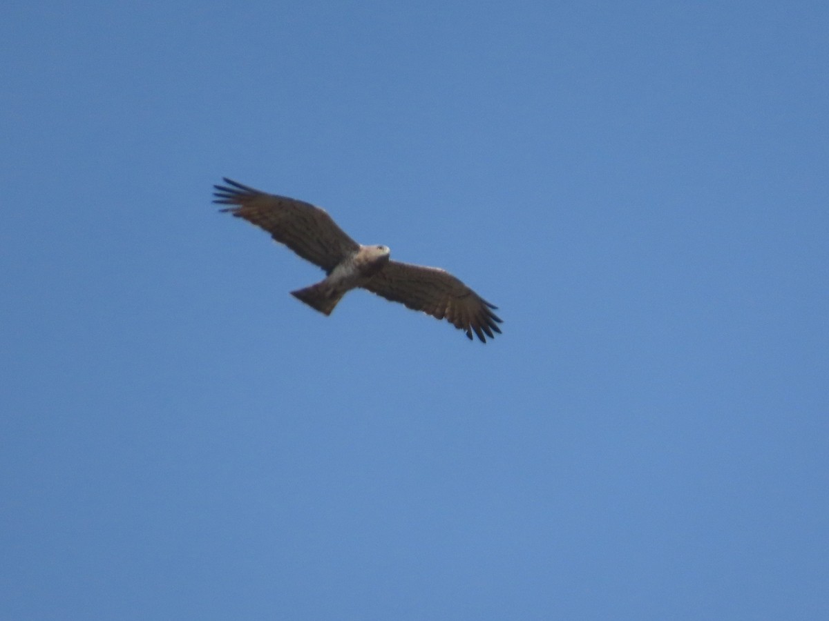 Short-toed Snake-Eagle - ML647341705