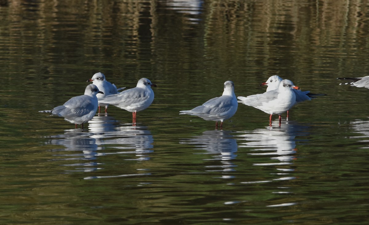 שחף שחור-ראש - ML647341709