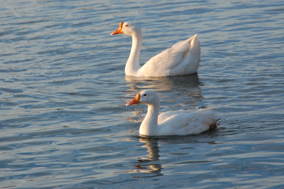 Гуска китайська (свійська) - ML647341730