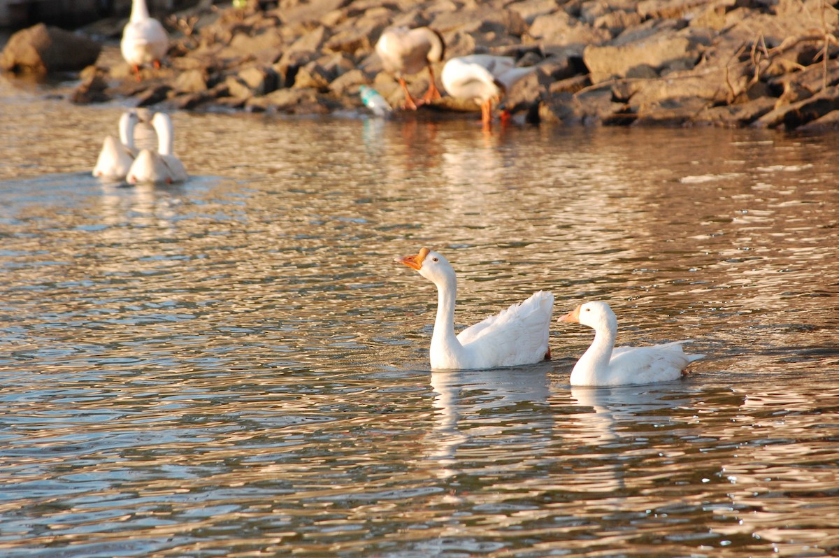 Ánsar Cisnal (variedad doméstica) - ML647341731